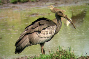 Гігантські ібіс - птахи, які можуть зникнути Гігантські ібіс - птахи, які можуть зникнути